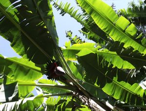 VERDES TROPICAIS