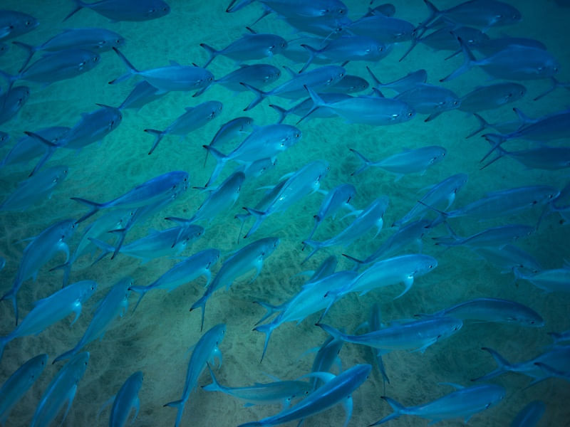 AQUÁRIO AZUL