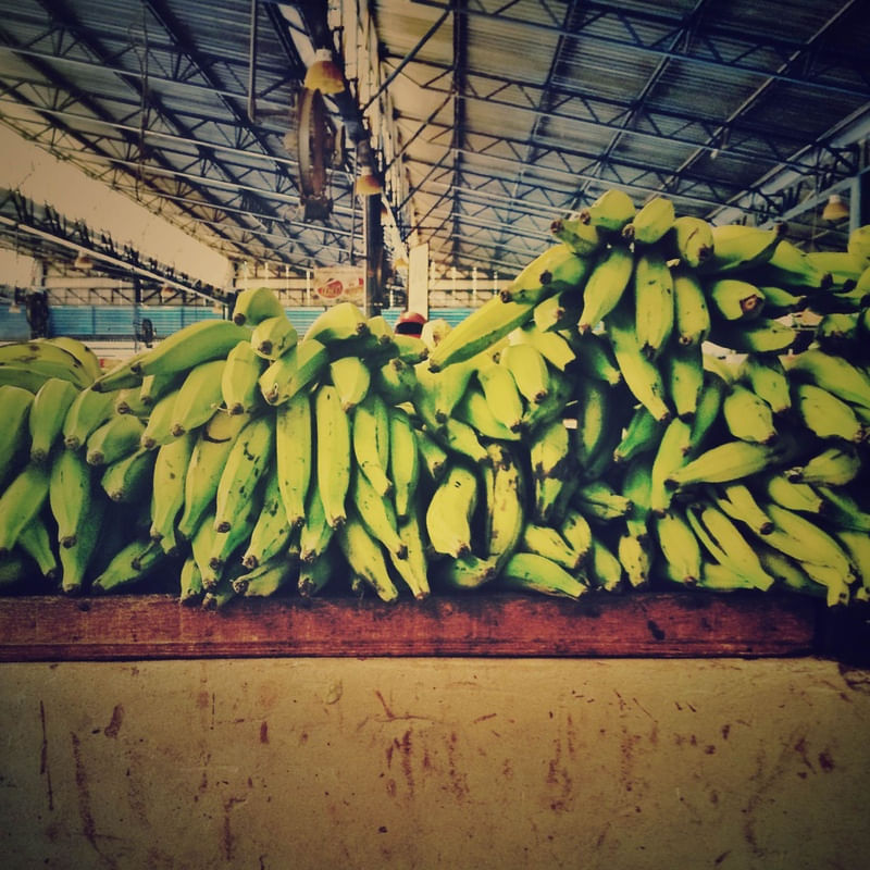 BANANA DA TERRA