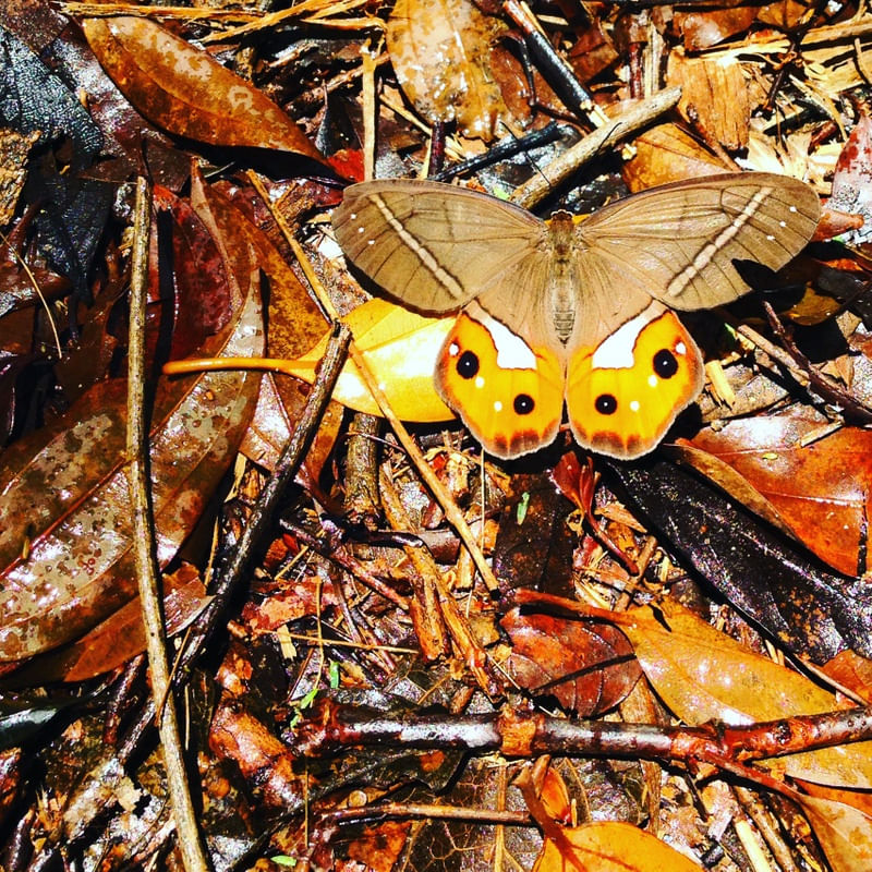BORBOLETA MLV