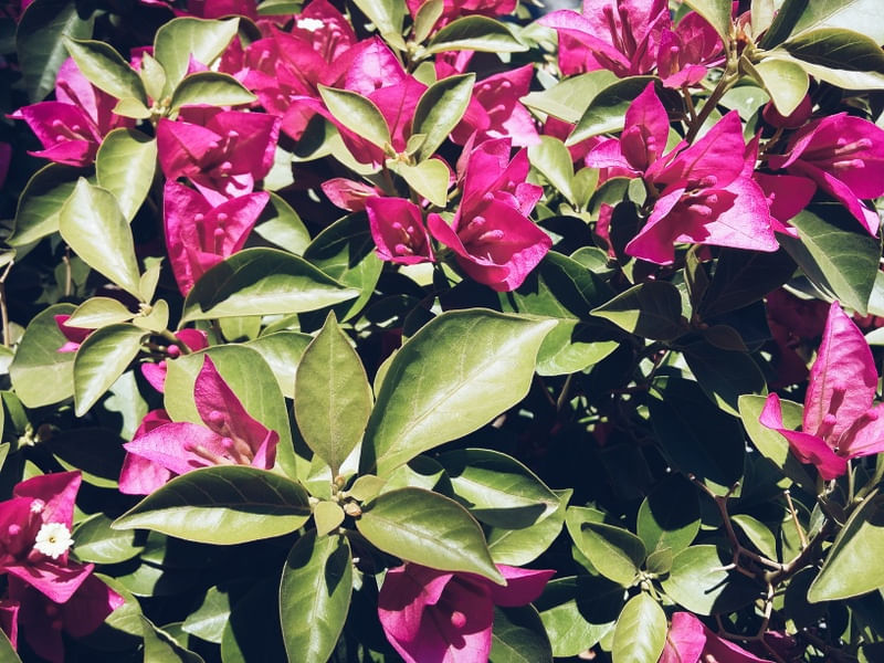 LES FLEURS