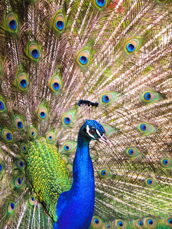 PAVÃO BLUE