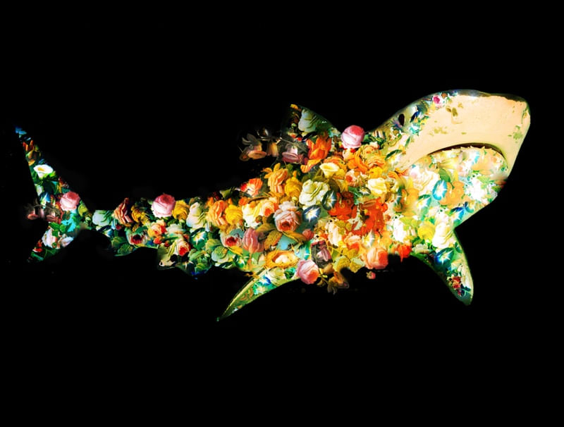 TUBARÃO PRIMAVERA