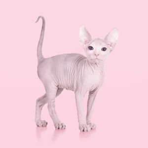ALBINO CAT