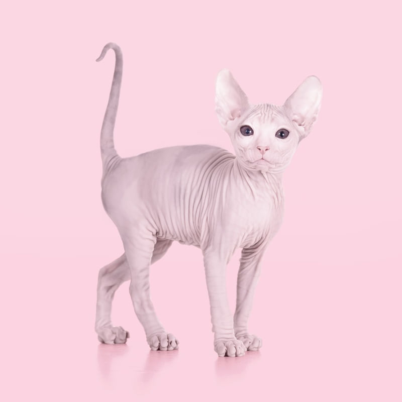 ALBINO CAT