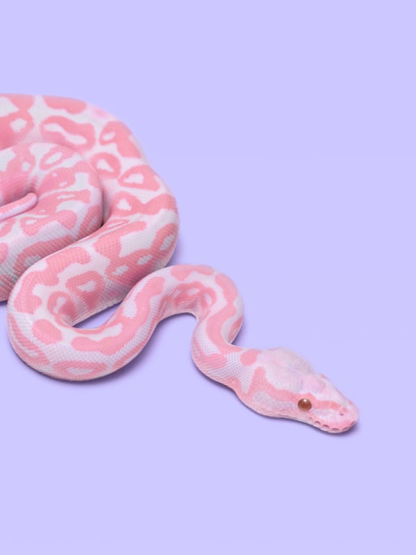 PINK SNAKE