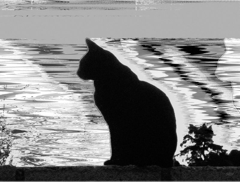 CAT GLITCH 1