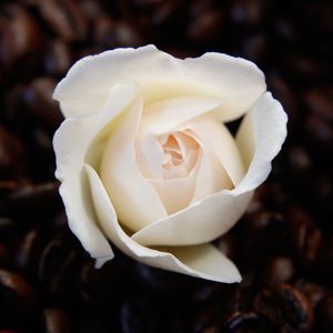 ROSA NUM MAR DE CAFÉ
