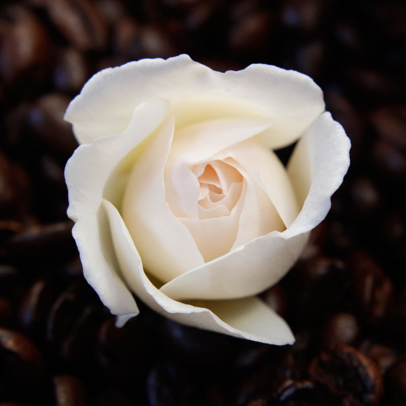 ROSA NUM MAR DE CAFÉ