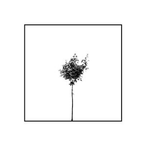 MINIMAL TREE VI
