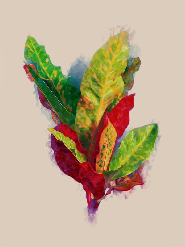 CROTON