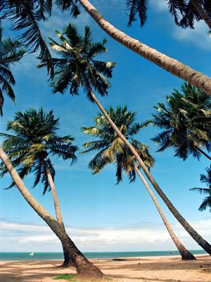 PARAÍSO TROPICAL 34