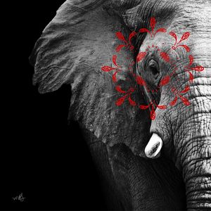CONECTIVIDADE ELEFANTE
