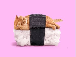 SUSHI CAT