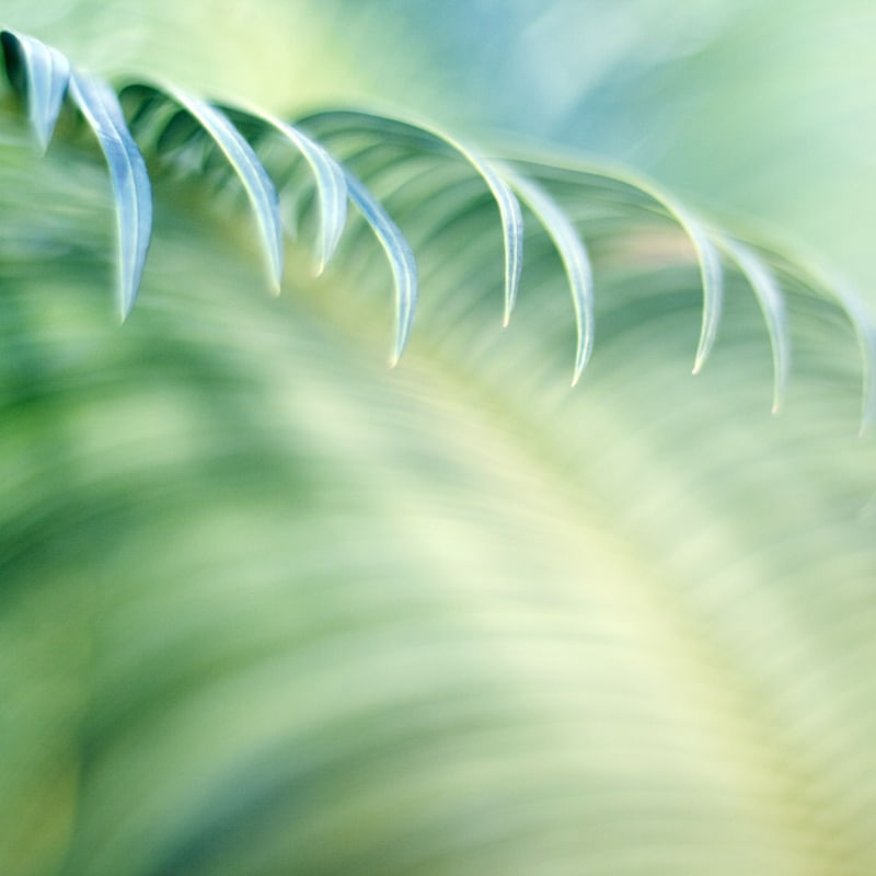 GREENERY