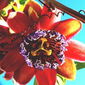 FLOR DE MARACUJÁ DOCE II