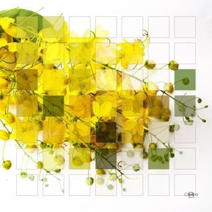 TRUE COLORS 06