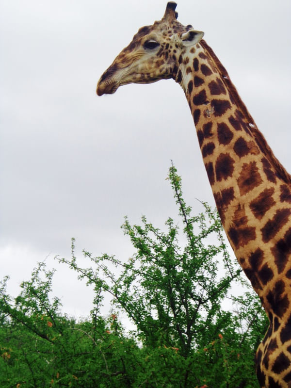 GIRAFFA