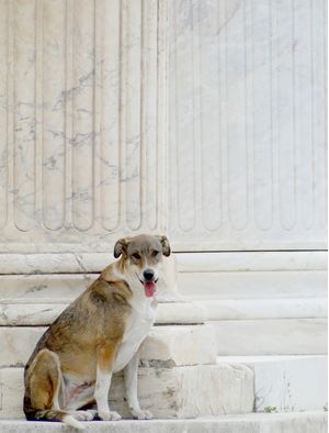 CÃO GREGO FILOSOFANDO