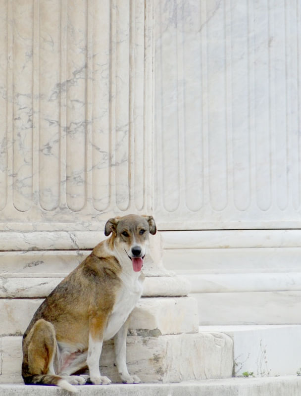 CÃO GREGO FILOSOFANDO