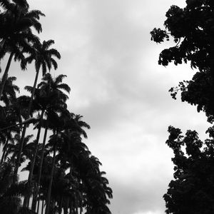CÉU DE PALMEIRAS