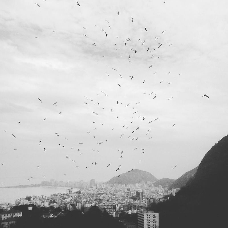 GAIVOTAS SOBRE O RIO