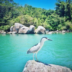 GAIVOTA NO VERDE