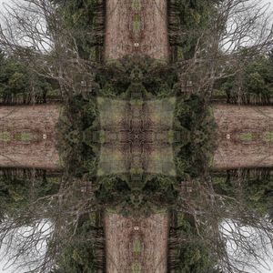 WOODS MANDALA