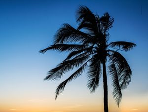 COQUEIRO POR DO SOL