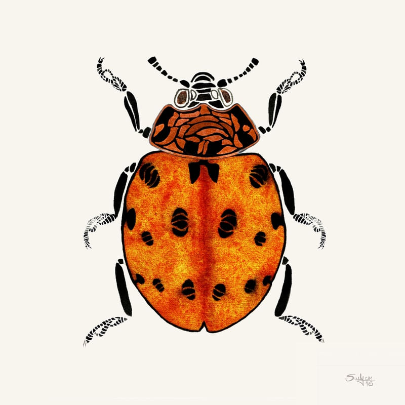 JOANINHASUE