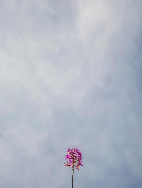 PEQUENA FLOR ROSA