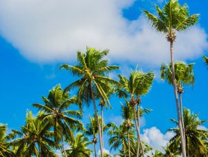 COQUEIROS COM CÉU AO FUNDO