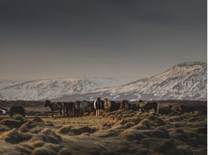 ICELANDIC HORSES