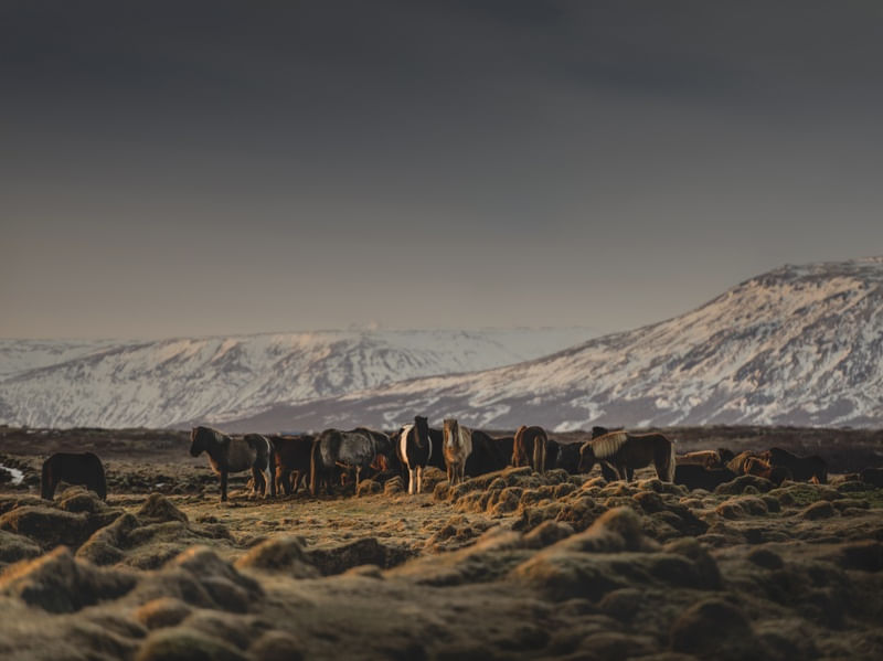 ICELANDIC HORSES