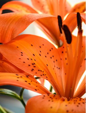 DETALHES EM LARANJA