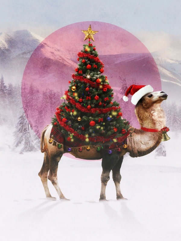 SANTA CAMEL