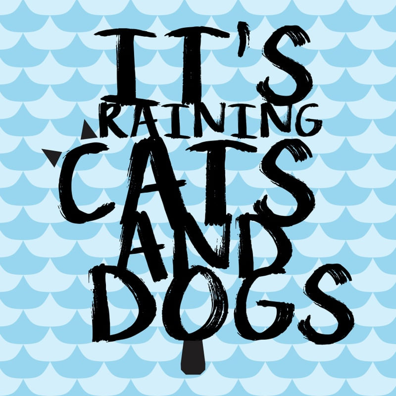 CATS AND DOGS
