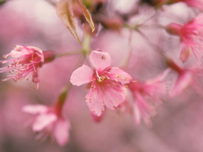 FLOR DE CEREJEIRA