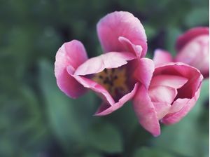 FLOWERS IN THE WILD