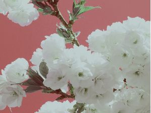SPRING FEVER II
