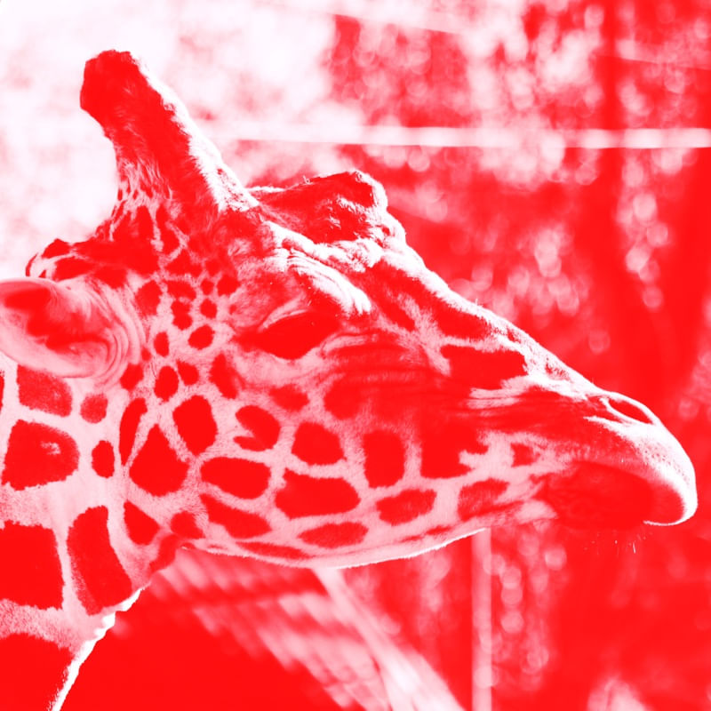 ZEBRARED