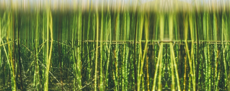 PANO GRASS