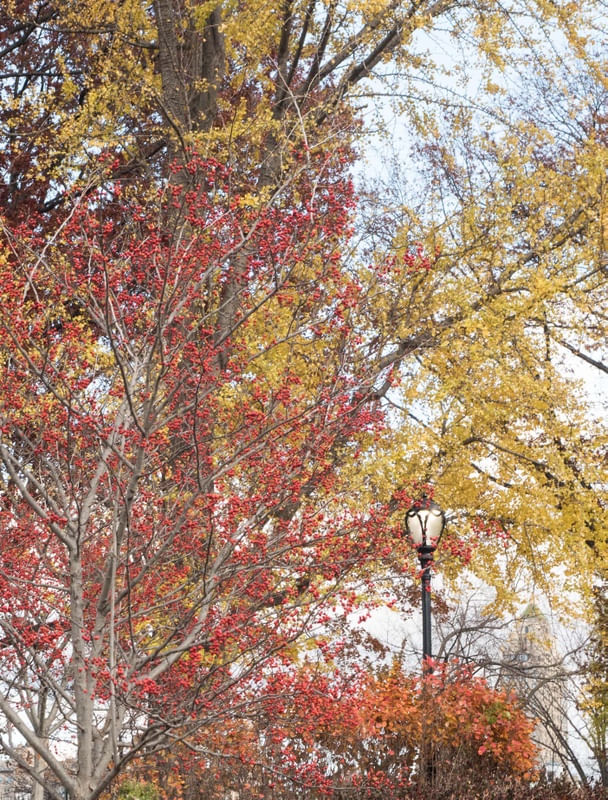 CENTRAL PARK 2 - MN