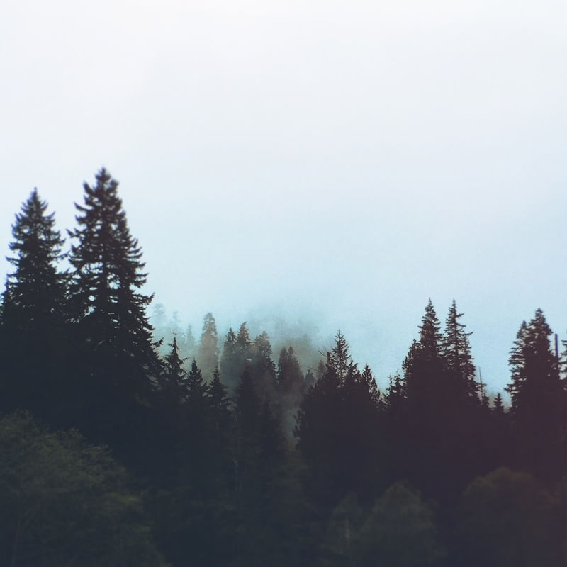 WASHINGTON FOREST