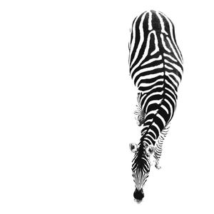 ZEBRA PB