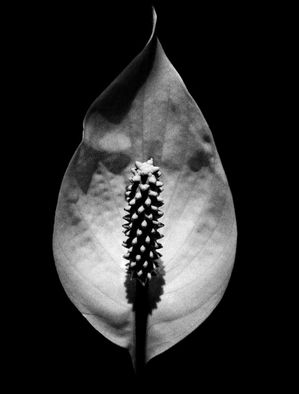 FLORA BELA LV 01