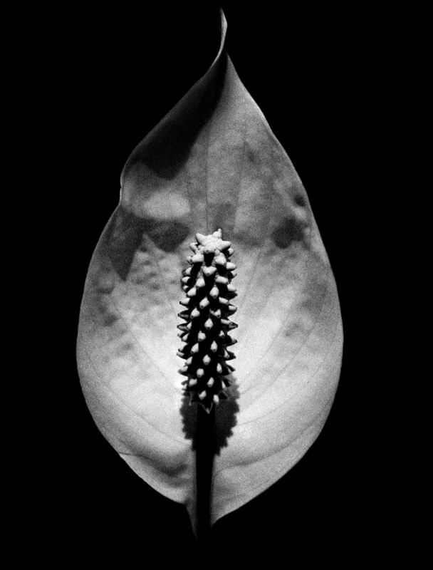 FLORA BELA LV 01