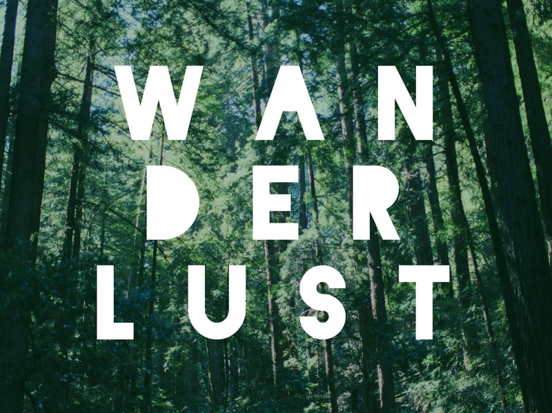 WANDER FOREST