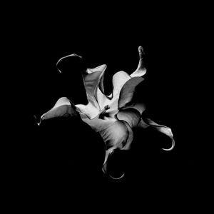 FLORA BELA LV 02