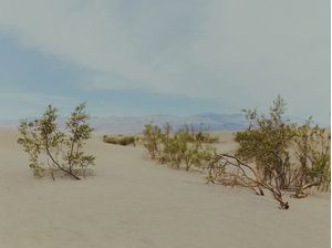 DESERT BEAUTY